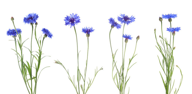 Set with beautiful blue cornflowers on white background. Banner design