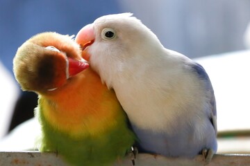 Two colorful lovebirds cuddling affectionately, showing a tender and romantic bonding moment, perfect for concepts of love, friendship, affection, and wildlife in their natural behavior