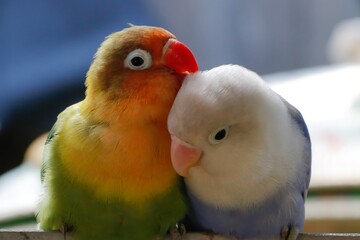 Close-up of two colorful lovebirds cuddling on perch. Cute affectionate parrots with vibrant feathers, symbol of love and companionship. Perfect for Valentine’s Day, romantic themes, exotic pet 