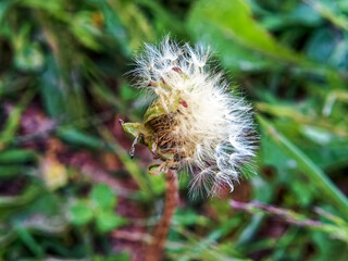 almost bald dandelion flower in the garden