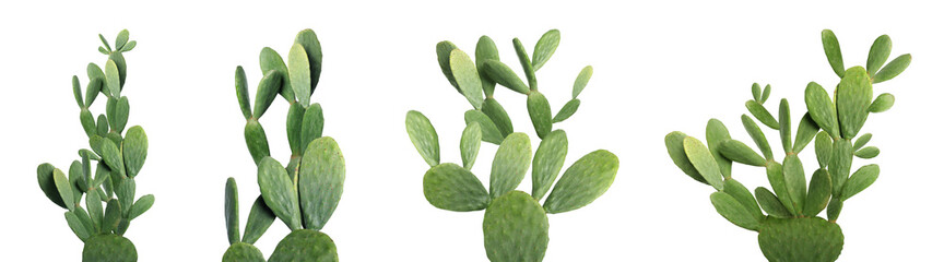 Set with beautiful cactuses on white background. Banner design © New Africa