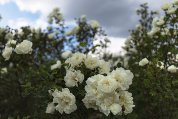 Wild rose, Rosa canina, dog rose white flowers bush