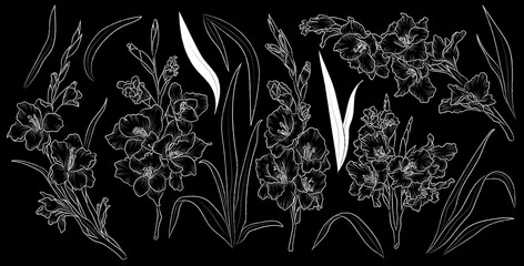 Set of hand drawn flower gladiolus and leaves. Isolated vector. White outline plant on black background. - obrazy, fototapety, plakaty
