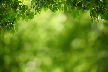Green leaf for nature on blurred background,