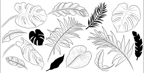 Set of hand drawn palm leaves. Isolated vector. Black outline plant on white background.