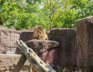 Lew, król, zoo, grzywa, król lew, drapieżnik, spojrzenie lwa, samiec, podziw,  © Karolina