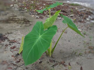 Colocasia esculenta plant, green stem