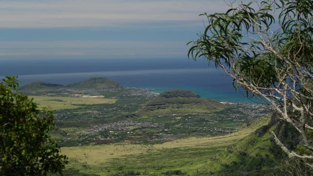 Acacia koa is a species of flowering tree in the family Fabaceae. Waianae Range , Mount Kaala Trail , Oahu, Hawaii

