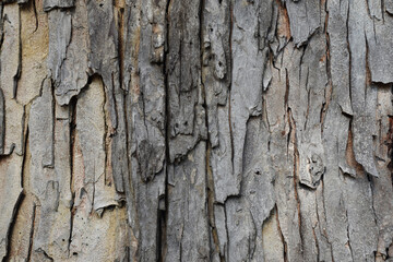 Texture of big tree bark