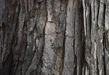 Texture of big tree bark