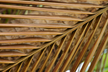 Texture of dry coconut leaves for background