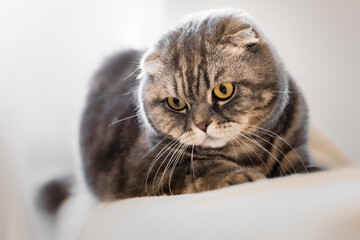 Fototapeta premium Scottish fold cat at home