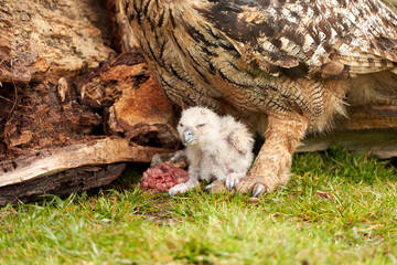 Wild Eagle Owl mother and a chick. The one week old white owl is still unstable on its feet in the grass. The prey, a red piece of meat, lies on the ground, Close up