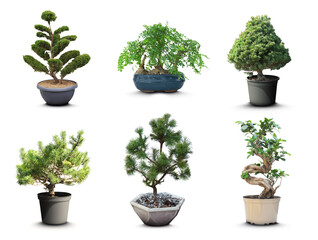 Fototapeta na wymiar Set with different beautiful bonsai trees on white background