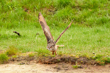 Eagle owl, takes off from the grass and flies low over the sand. The bird of prey seen from the front. The wings straight up