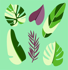 Fototapeta premium Vector set monstera leaves to nature decoration leaves.