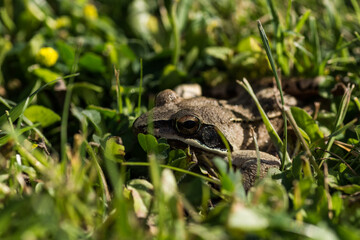 little brown grass frog in the grass and sun close up