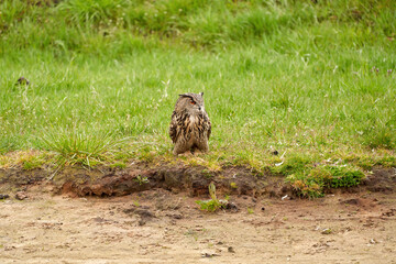 Eagle Owl, sits on the edge of sandy plain in the grass. The bird of prey seen from the front. It...