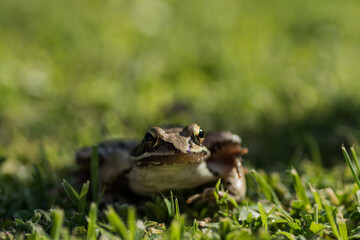 little brown grass frog sitting in green grass and looks