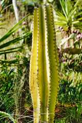 Closeup of Canary Island spurge (Euphorbia canariensis)