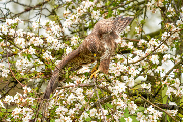 Close-up of a buzzard bird of prey sitting in a fruit tree. The apple tree is full of white blossom. The bird of prey is balancing on a branch
