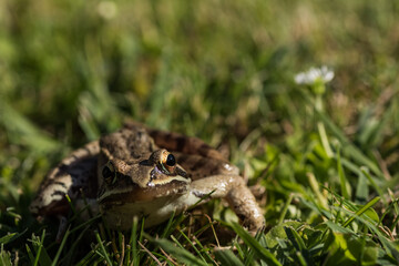 little brown grass frog sitting in the sun in the nature