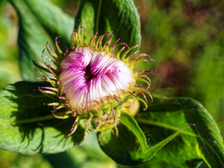 unopened aster flower in the garden