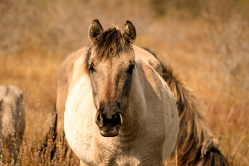 Head of a konik horse mare. In the golden reeds © Dasya - Dasya