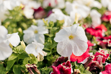 Colorful red and white petunias. Beautiful petunia flowers wallpaper. Spring background, floral background