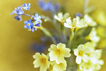 Spring flowers forget me nots and primroses close up on a golden background