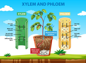 Diagram showing xylem and phloem of plant