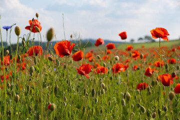 field with blossoming bright red poppies