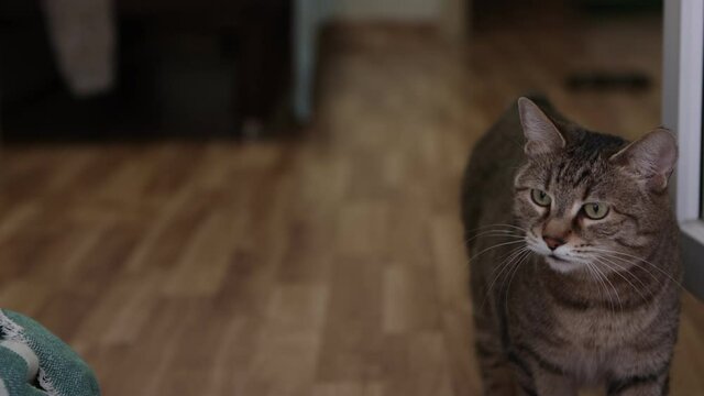 a cat without a tail of the bobtail breed meows with displeasure and turns away