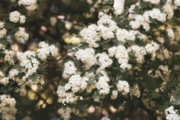 hawthorn blooms in the botanical garden on a sunny spring day