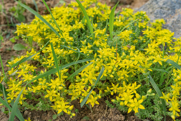 Sedum Stars in a bright yellow emerald plant growing on rocky soil for garden landscape
