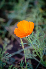 Fototapeta premium Blooming beautiful bright flowers eschscholzia californica or orange poppies in the botanic garden Saint Petersburg, Russia