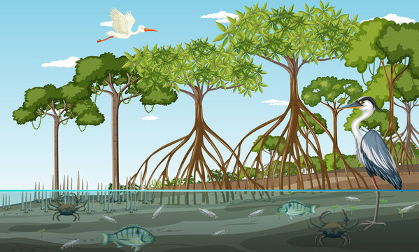 Mangrove forest landscape scene at daytime with many different animals