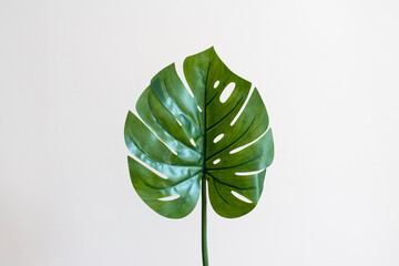 Naklejka na ściany i meble isolated green monstera huge leaf, trendy summer design