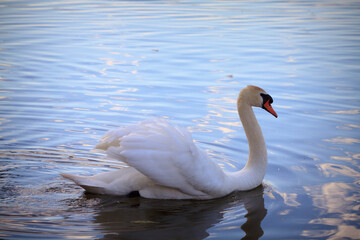 Fototapeta premium White beautiful water bird mute swan with spread wings like in a fairy tale floating in the middle of the lake in Izborsk, near Pskov. Travel of Russia.