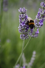 Lavendel