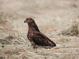 european honey buzzard (Pernis apivorus) in countryside