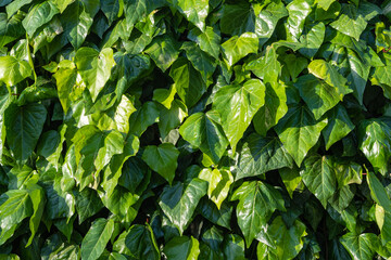 Green English ivy (Hedera spiral, European ivy) with large leaves. Close-up. Original texture of natural greenery. Background from green leaves. Cooperative park of city of Sochi.