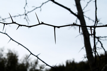 spiked branch among the trees