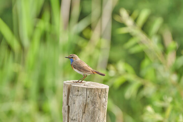 bluethroat on pole.
