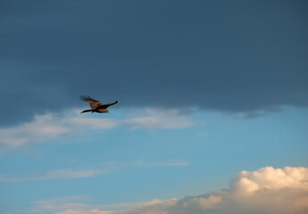 Rough-legged buzzard . Buzzard soars in the sky. Beautiful flying big bird of prey. 