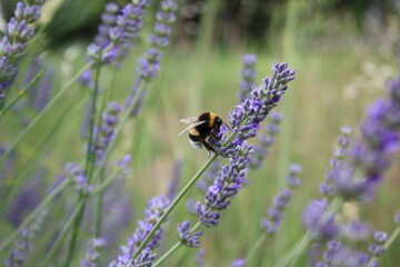 Lavendel