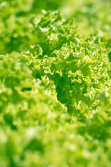 Fototapeta na wymiar Green picking lettuce grown in the garden