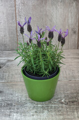 French lavender in a flower pot on a gray wooden background. Selective focus, natural light