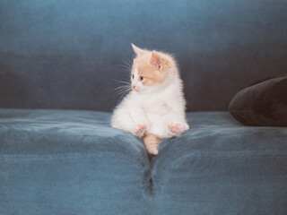 little fluffy cute kitten is sitting on the sofa. young cute little red kitty. domestic animal and young kittens
