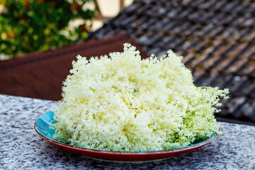 Blossoming elderberry flowers on plate for preparing a syrup as basis for summer cocktails.